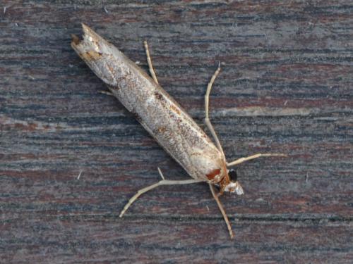 Réf. 329 697 : Agriphila geniculea